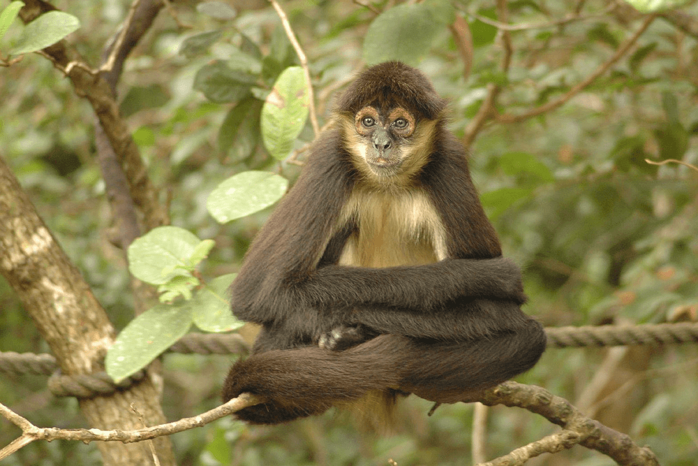 A monkey sitting calmly on a branch surrounded by greenery.
