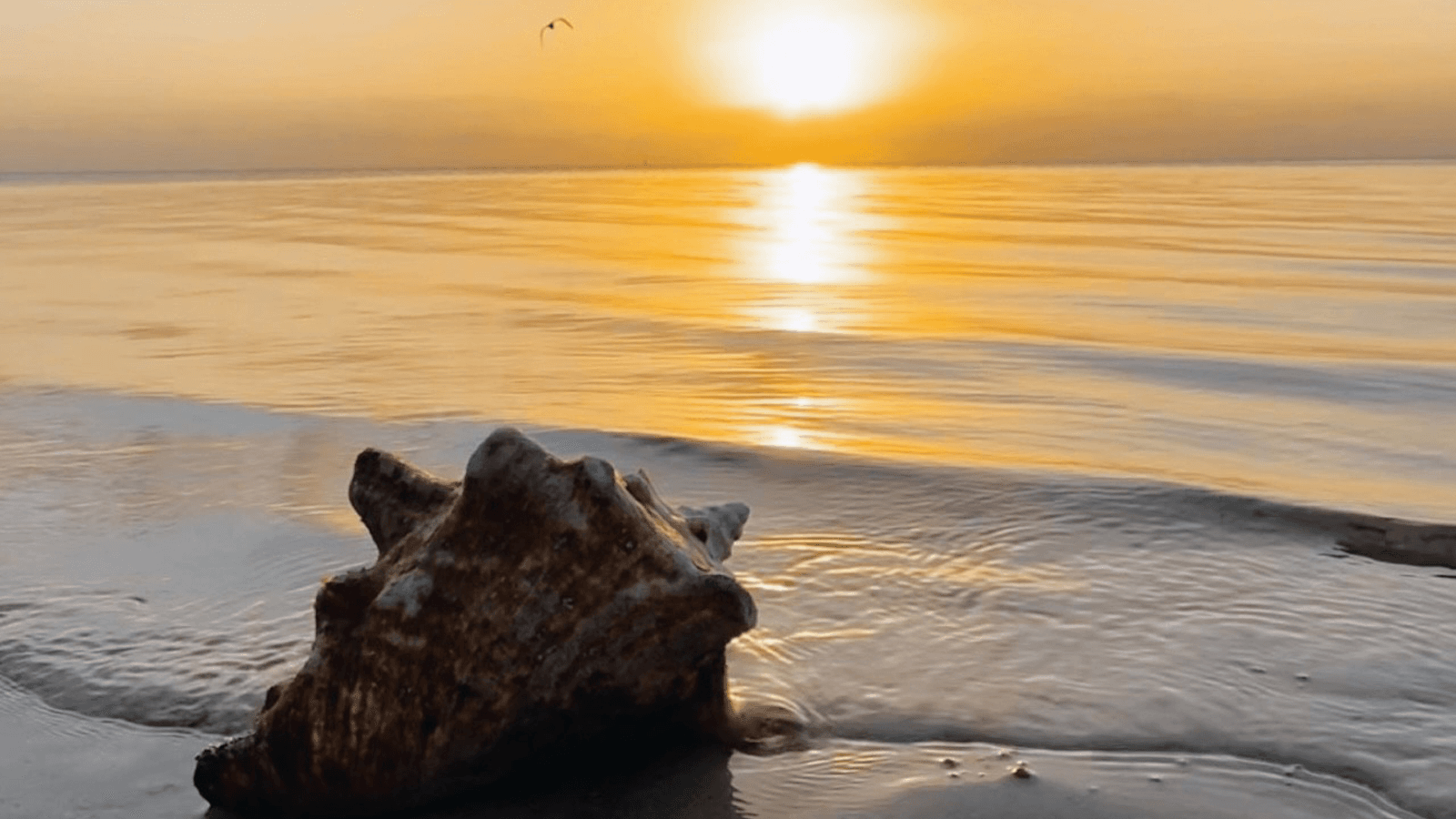 A seashell rests on a sandy beach as the sun sets over calm waters.