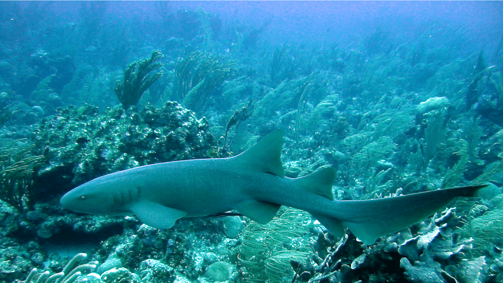 A shark swims gracefully through a vibrant coral reef underwater.