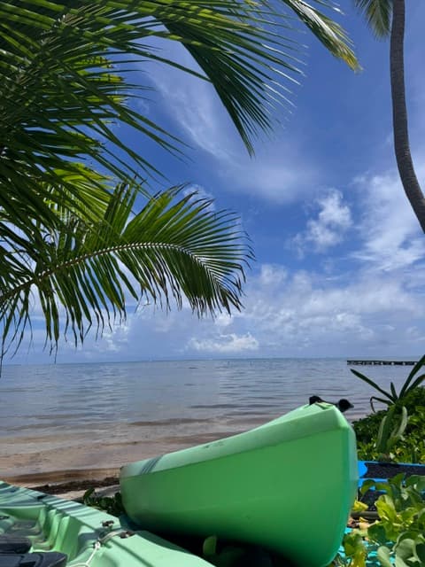 A green kayak rests near a tranquil beach, framed by palm leaves and a clear blue sky.