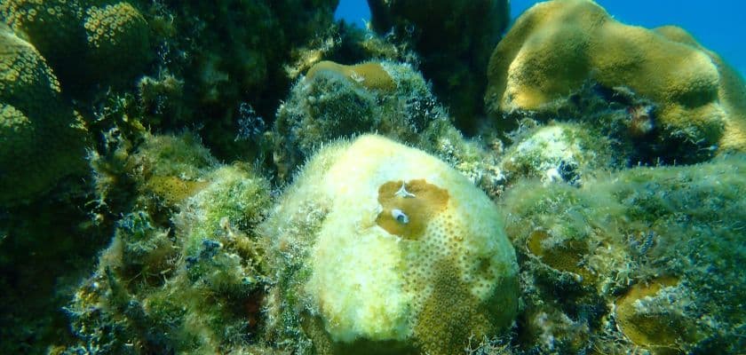 Orbicella annularis coral, one type of boulder coral commonly found along the reefs in Mexico Rocks, Belize.